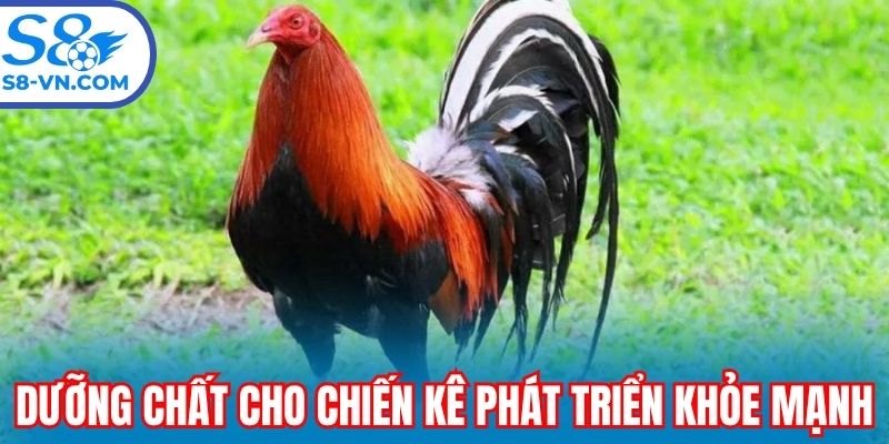 Dưỡng chất cần thiết cho chiến kê phát triển khỏe mạnh