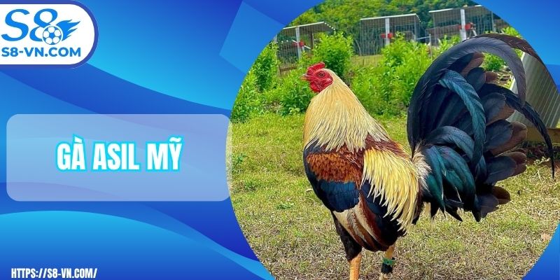Gà Asil Mỹ