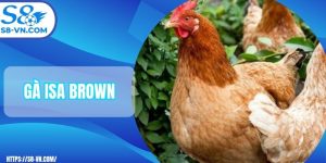 Gà Isa Brown