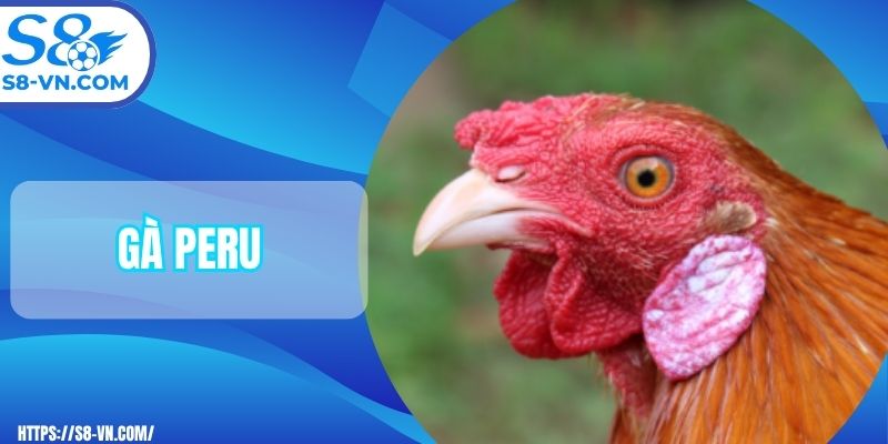 Gà Peru