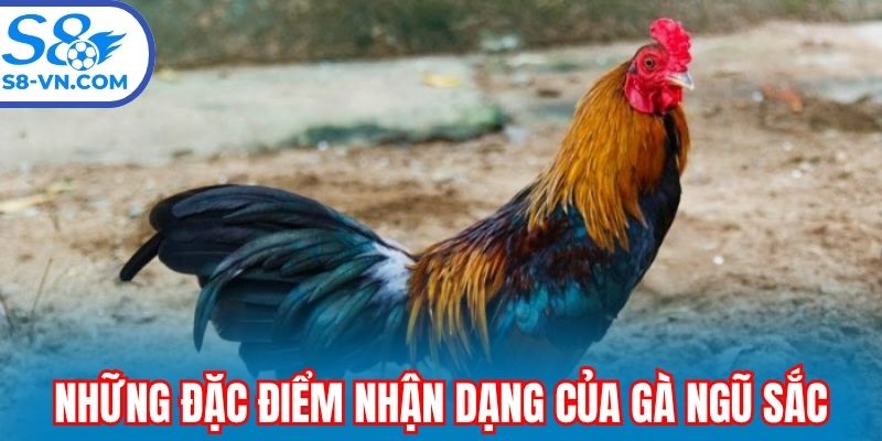 Một vài những đặc điểm nhận dạng của gà ngũ sắc