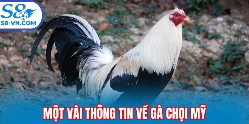 Một vài thông tin về gà chọi Mỹ
