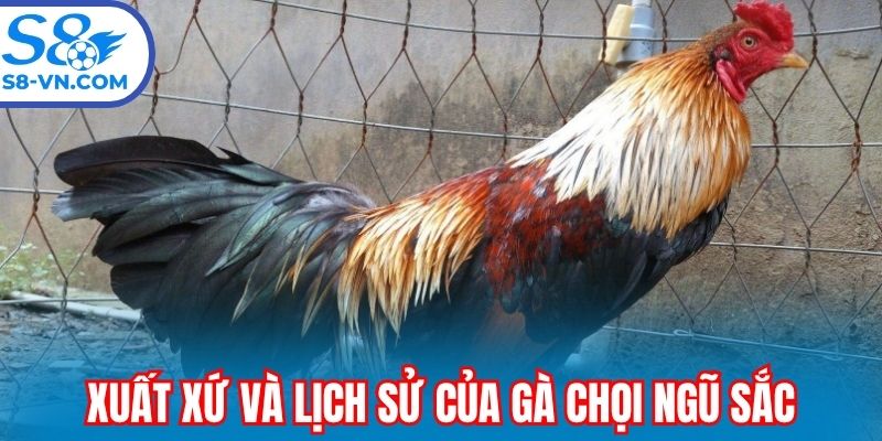 Xuất xứ và lịch sử hình thành của gà chọi ngũ sắc